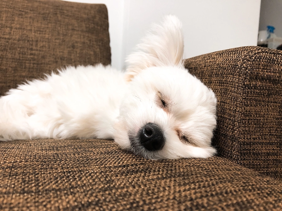 プロジェクト内容更新と最近のそると✏️