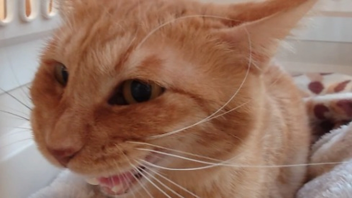 🐈ヨッちゃんCT検査を受けに行く～なかなか思ったようにいかない編～🐈