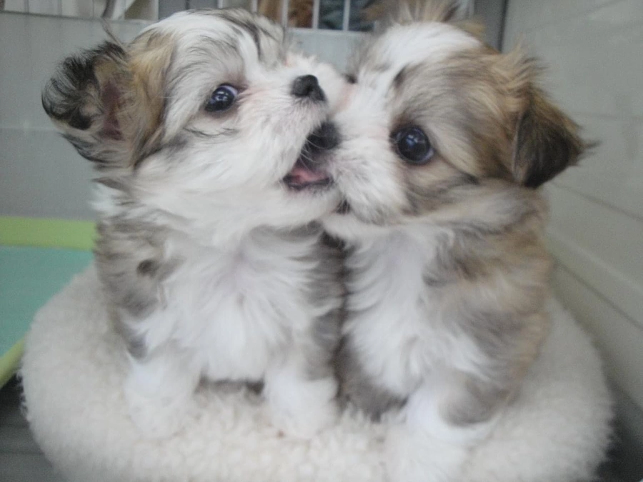 ビッケを支えてくれるみなさんへ　感謝と最新の報告