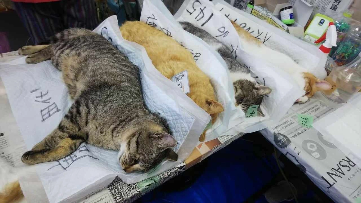 【明日までに1600万円に届きたい！あと62万円】「一斉」TNRとは？こんな風に実施しています！