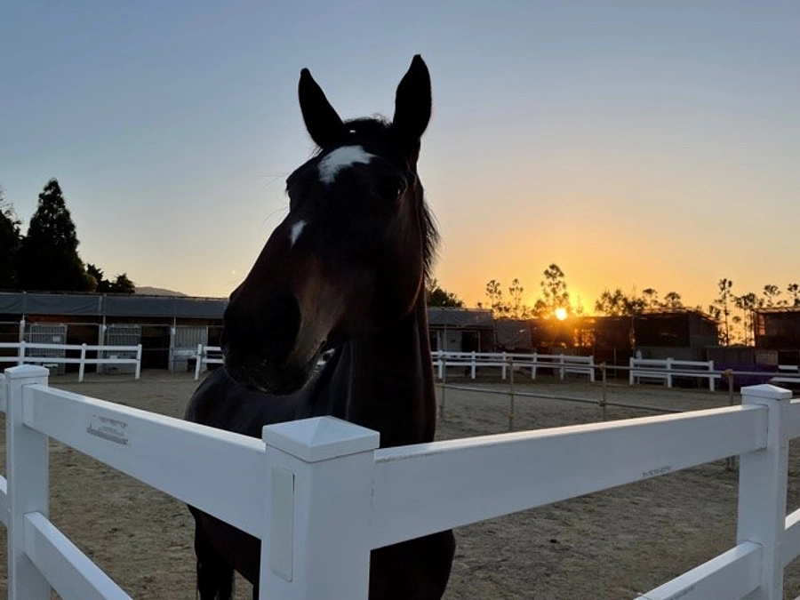 アヴニールファームでの仕事の１日