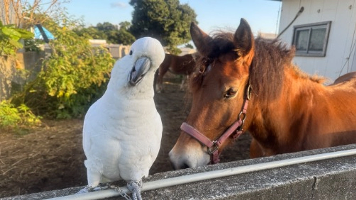 冬毛でモコモコ