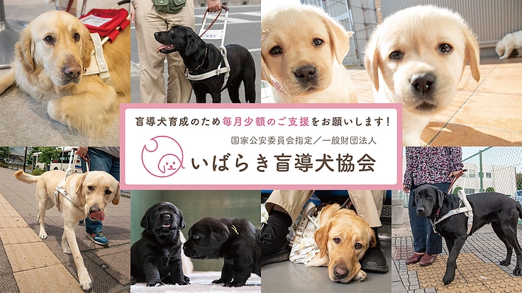 盲導犬の「育成パートナー」になりませんか？少額の継続寄付を募集中！