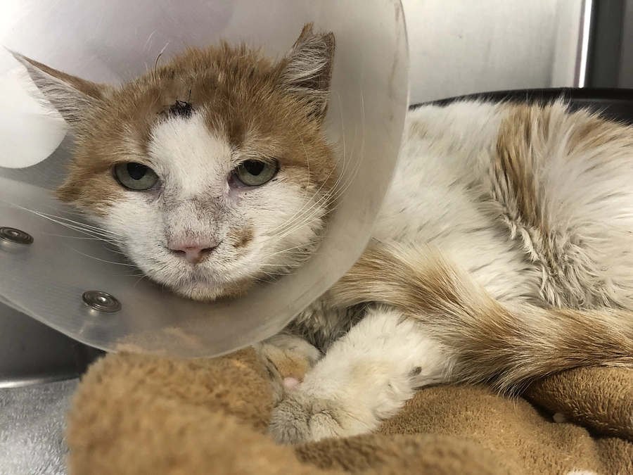 みなさん応援ありがとう！傷口もふさがってきました～幸ちゃん近況報告