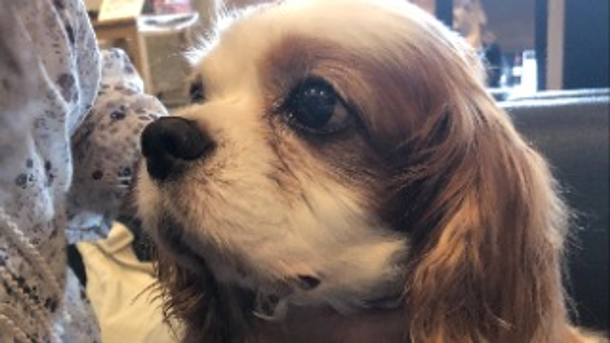 術後6日目、目力も戻って元気です✨️