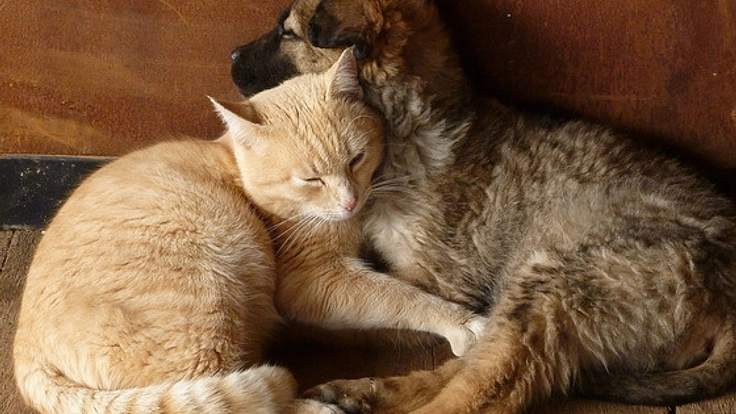 飼い主さんの不安を取り除く。迷子のペットたちに掲示板サイトを