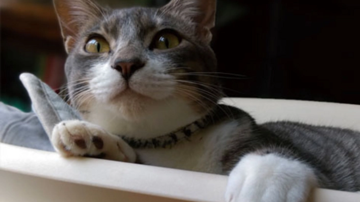 猫の殺処分0を目指し世田谷で野良猫40匹の家族を探したい！