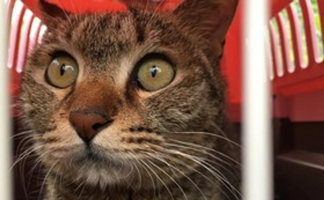 すずめとお外猫たちからの感謝のメールコース1000