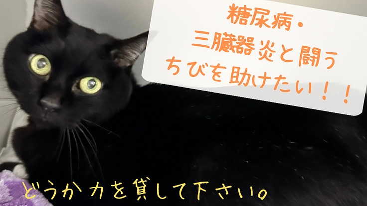 糖尿病と三臓器炎と闘うちびを助けたい！ご協力お願いします！