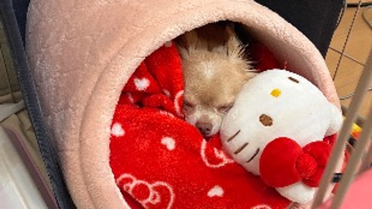 今日のくうちゃん