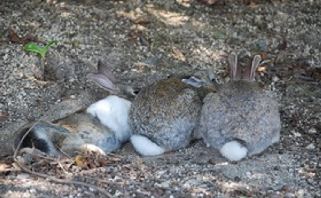 大久野島のうさぎから感謝を込めて…