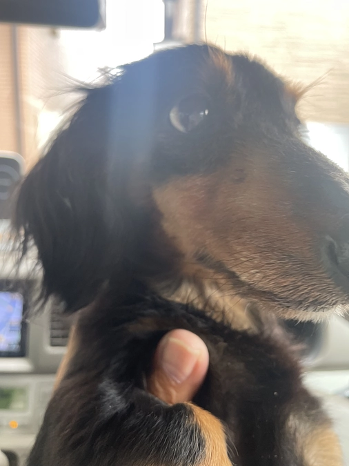 7月13  クゥの治療しました