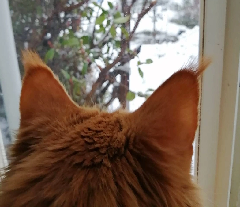 ご支援頂きありがとうございます