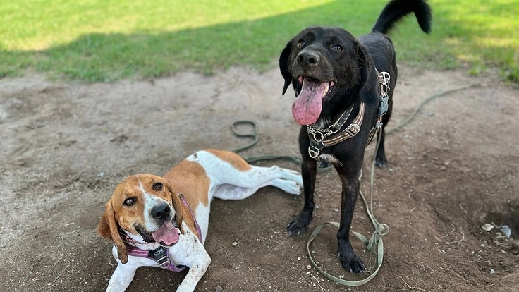 イヌ育てを学ぶ場所！！動物福祉を目指した複合施設