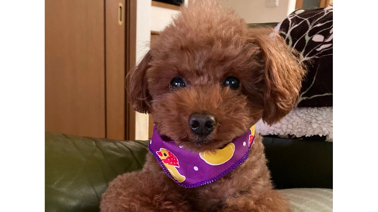 心臓病 僧帽弁閉鎖不全症『コロン君』を助けて下さい