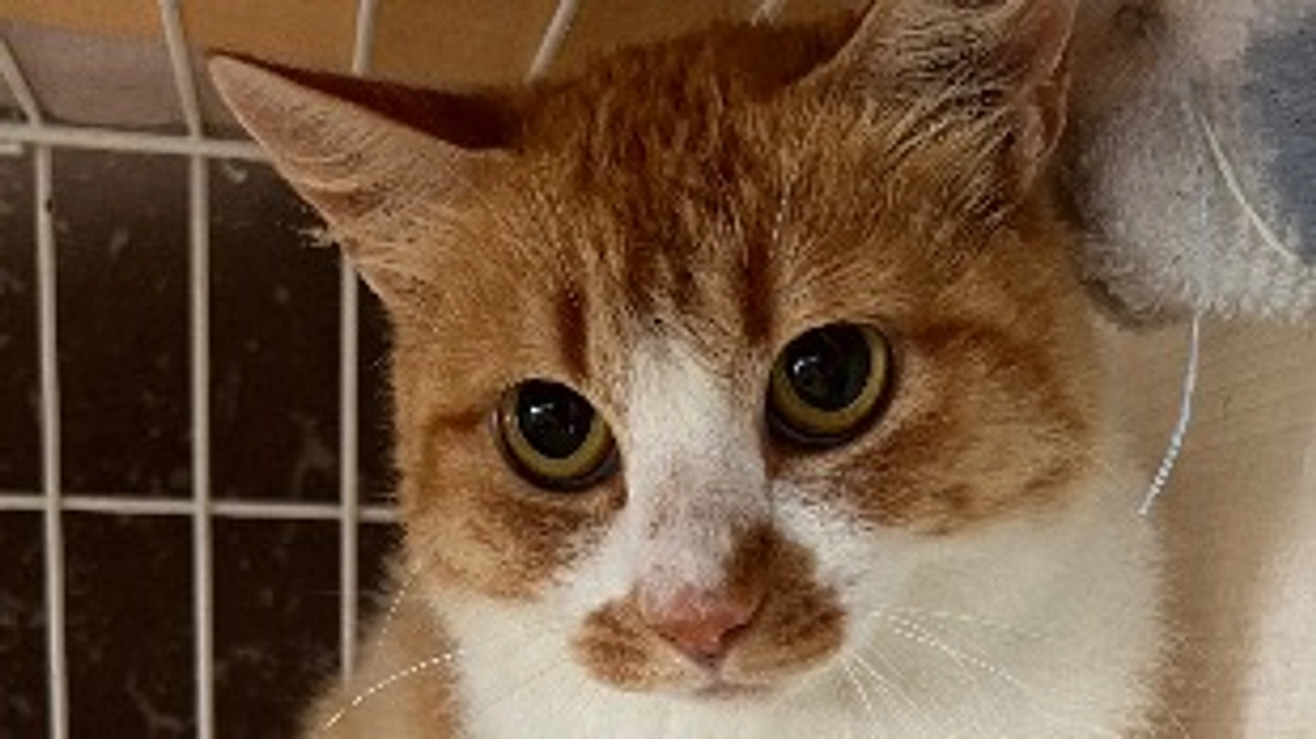 残り7日になりました