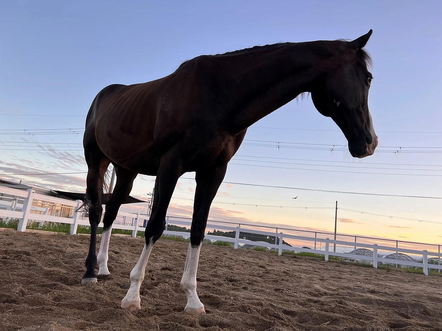 アヴニールファームの活動紹介