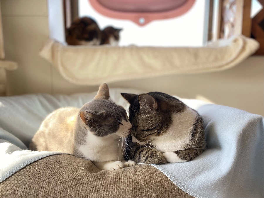 残り【6日】となりました！応援メッセージのご紹介です