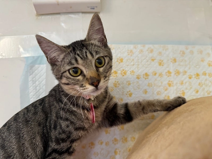 新しい飼い主さんが決まって来ました✨