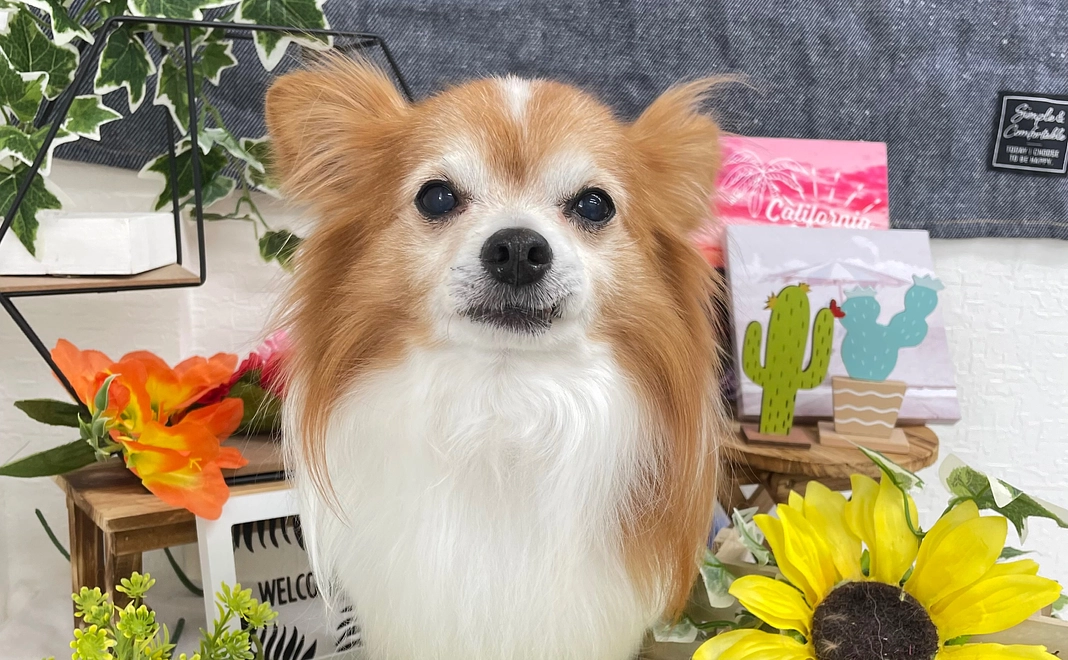 ほくと応援コース①