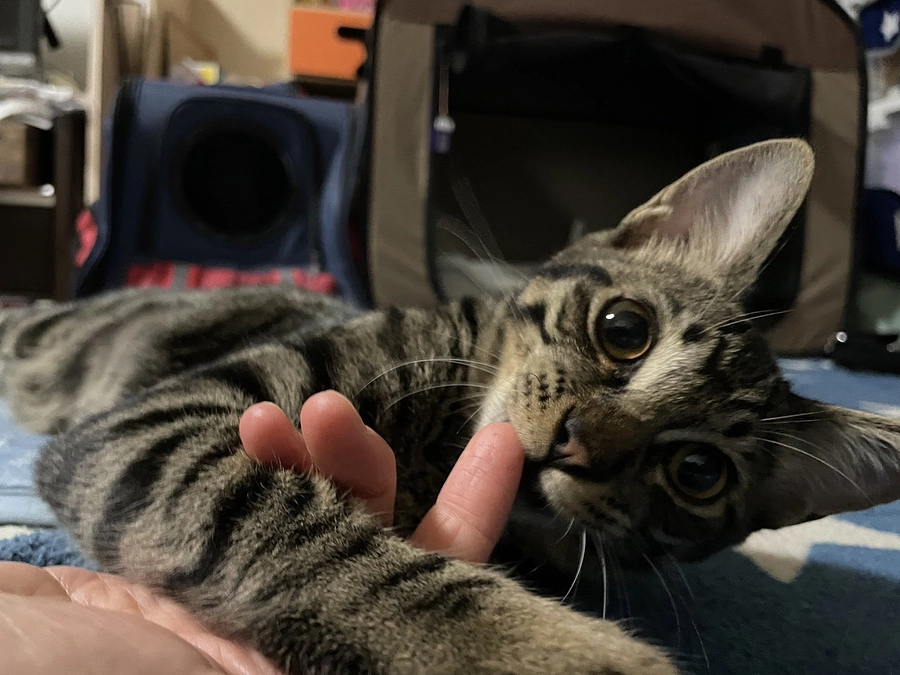 現状報告③元気に過ごしています😸