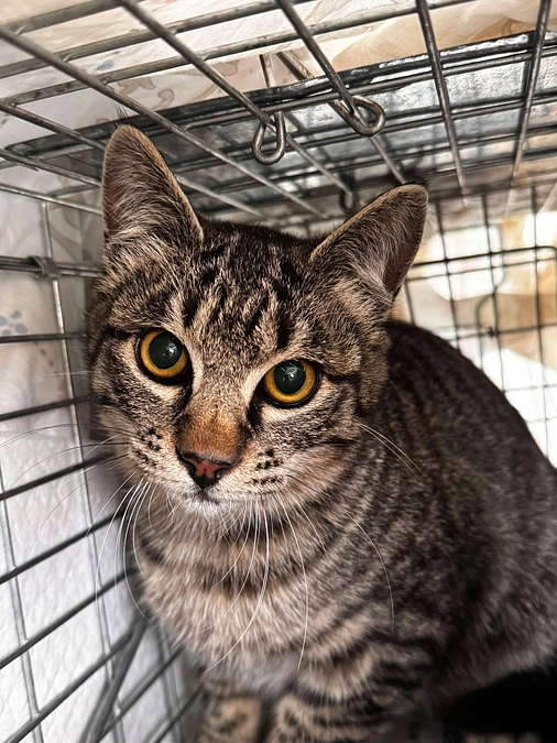 かわいそうだけでは助けられない野良猫さんのこと⑰