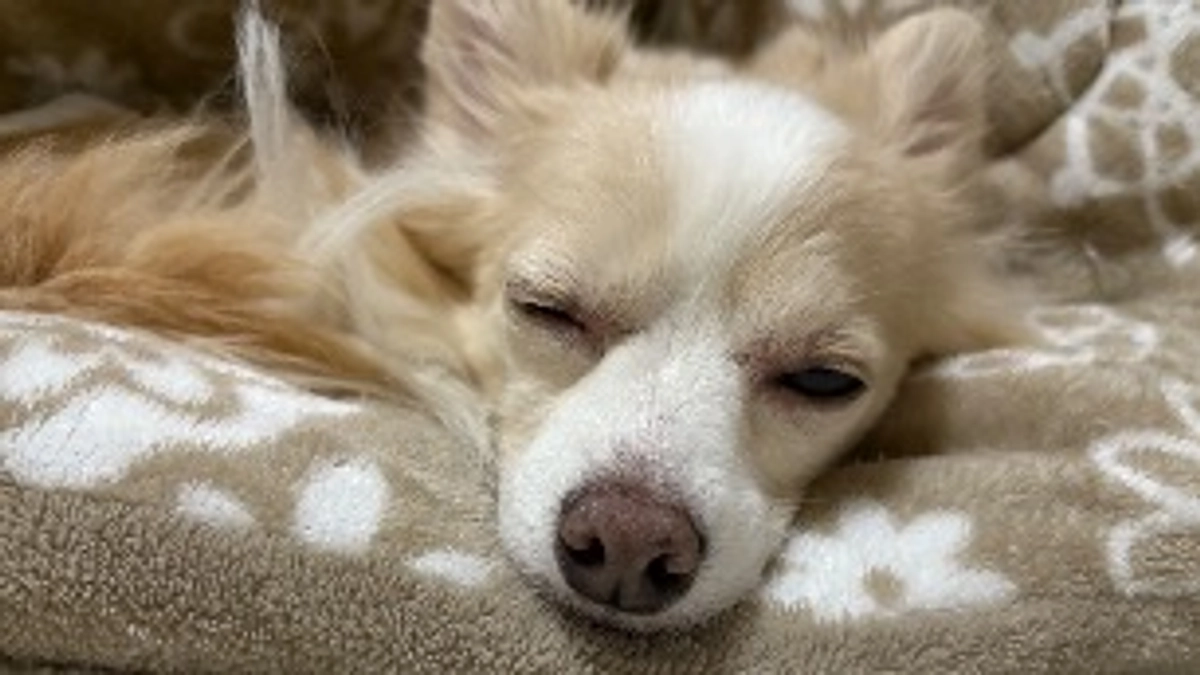 咳の症状の変化🐶