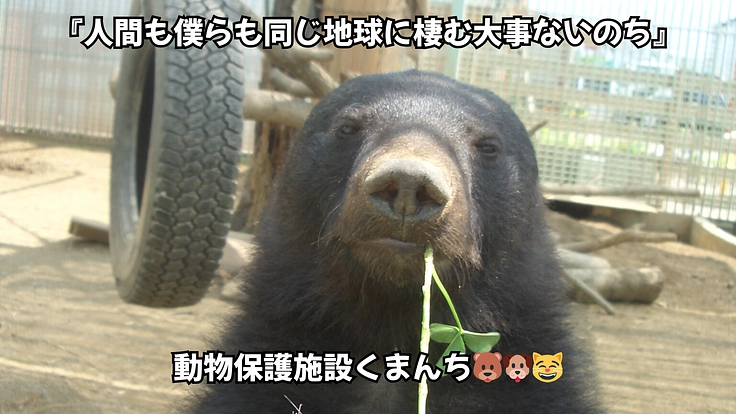 一頭でも多くの命を救いたい〜施設維持のためにご協力をお願いします〜