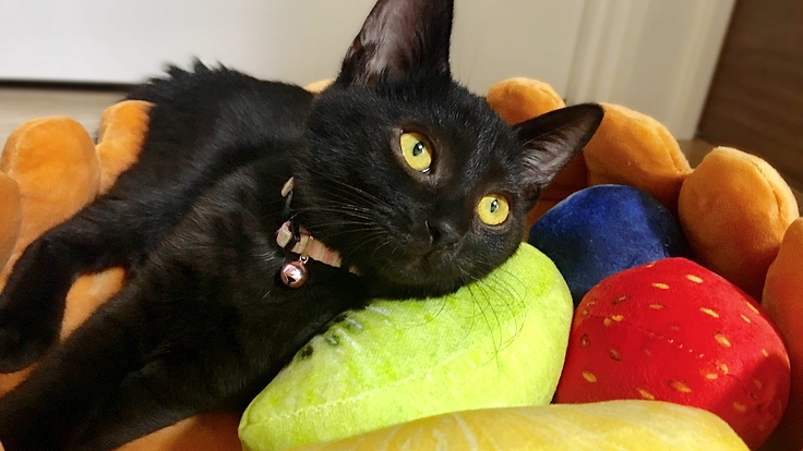 【FIP】難病にかかったツバキのために、力を貸して下さい。