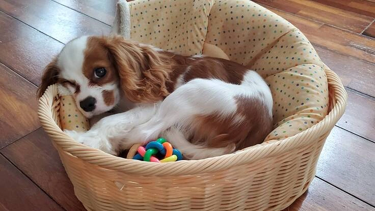 【半陰陽の障害を持つ】1歳ジジの手術・治療費のご支援をお願いします