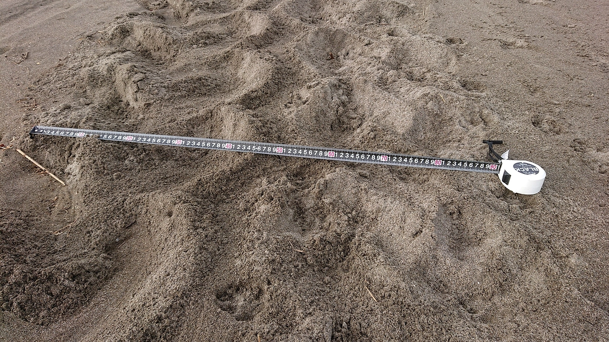 今季二度目の上陸の様子