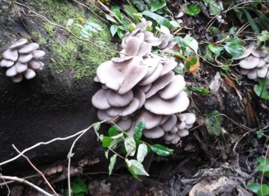 現在進行中！８月のインハイ＆インカレ（弓道全国大会）に群馬県勢として出場します！！