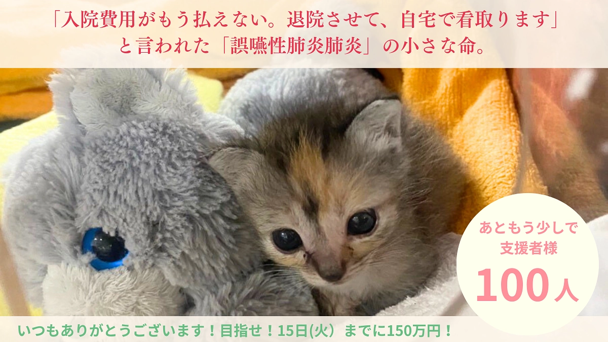 【あと3人で100人へ！】今月の医療費のご報告・ねこまち長屋のビフォーアフターのご紹介