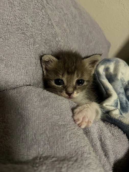 埼玉県熊谷市から来た子猫すくすく成長中🐈🌸