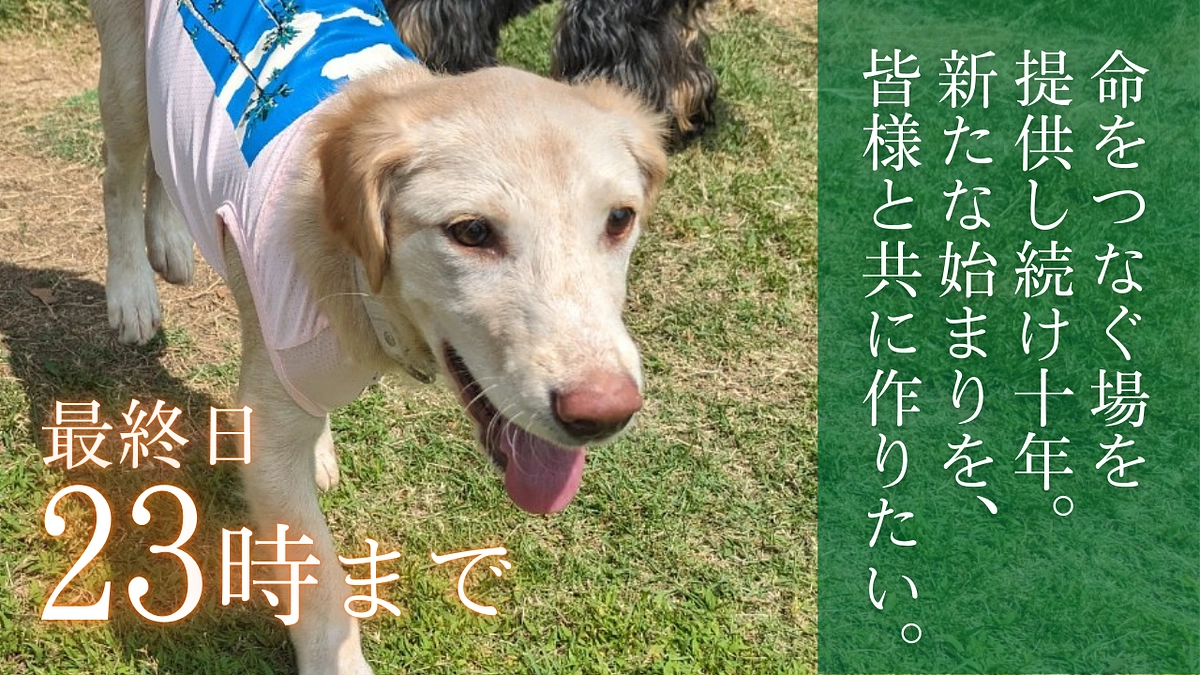 もうすぐ支援者様300人突破！終了まであと4時間！最後まで届く応援コメントに心から感謝の気持ちです！