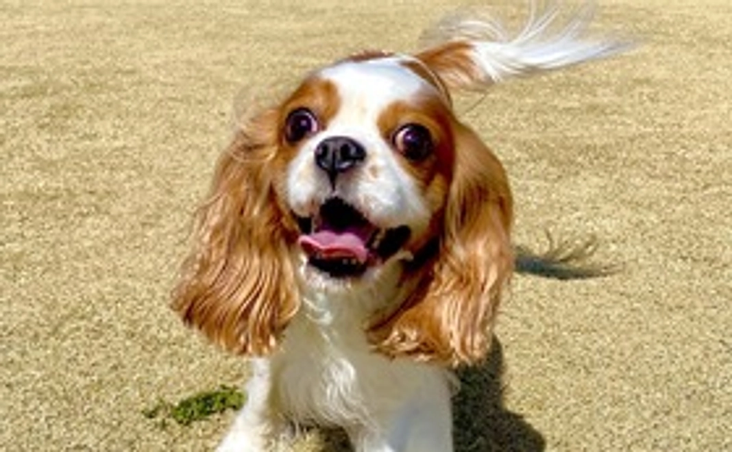 レディに全力応援を②