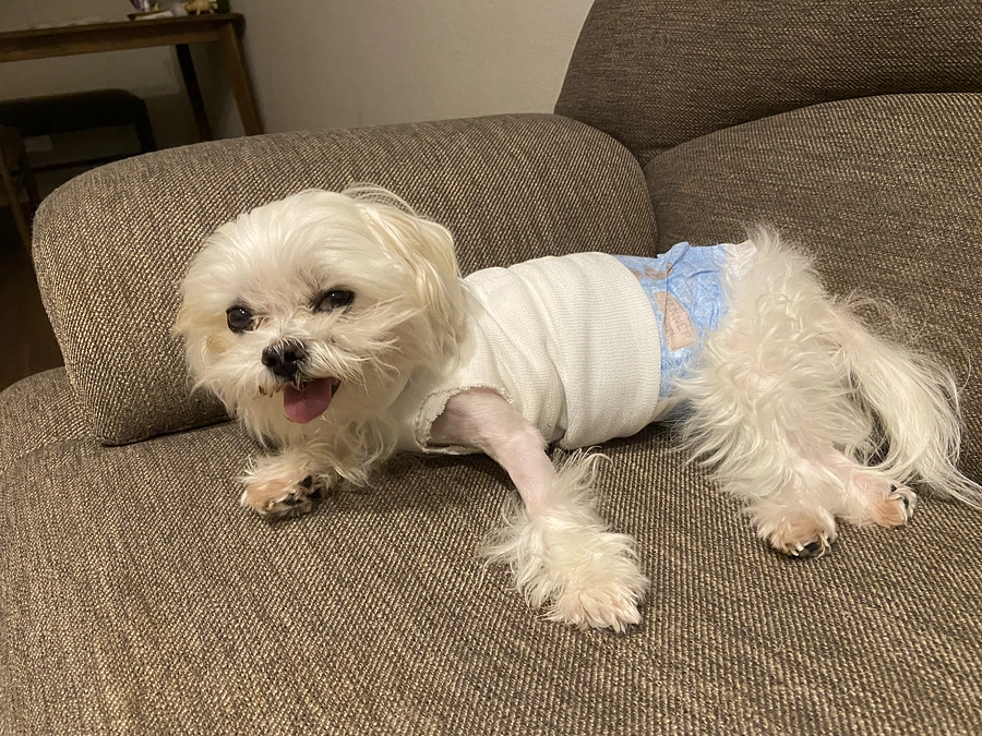 残り6日以内に目標を達成できなければ，萌萌えには何の補助もありません