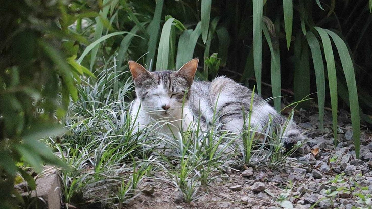 緊急のお願い！子猫14匹の保護と成猫の不妊手術代をご支援ください。