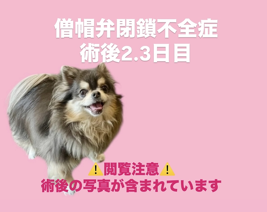 ももたんと面会してきました(術後2～3日目)