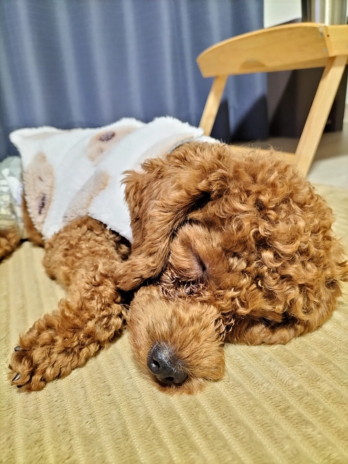 本当に具合悪いの？