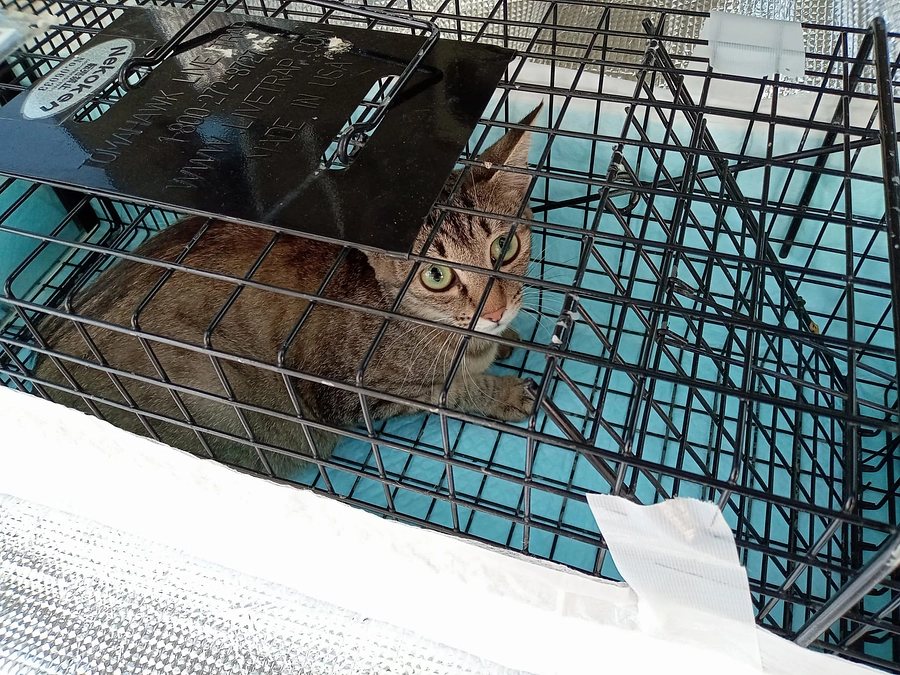 母猫の不妊手術が終わりました。