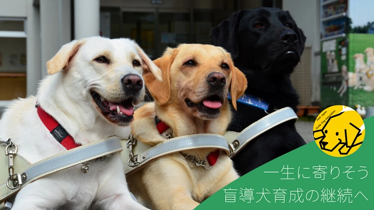視覚障がい者を支える犬達の健康のために｜早期検診・治療にご支援を