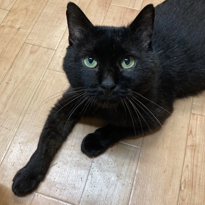 ネロちゃんメキメキ回復中！