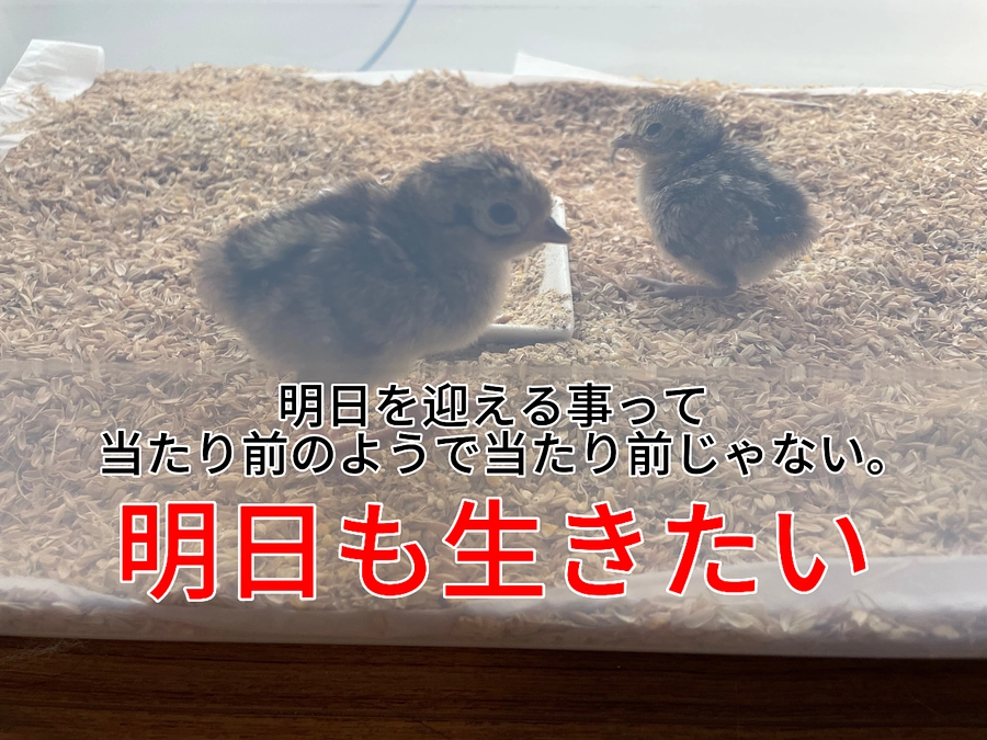 保護施設建設費用