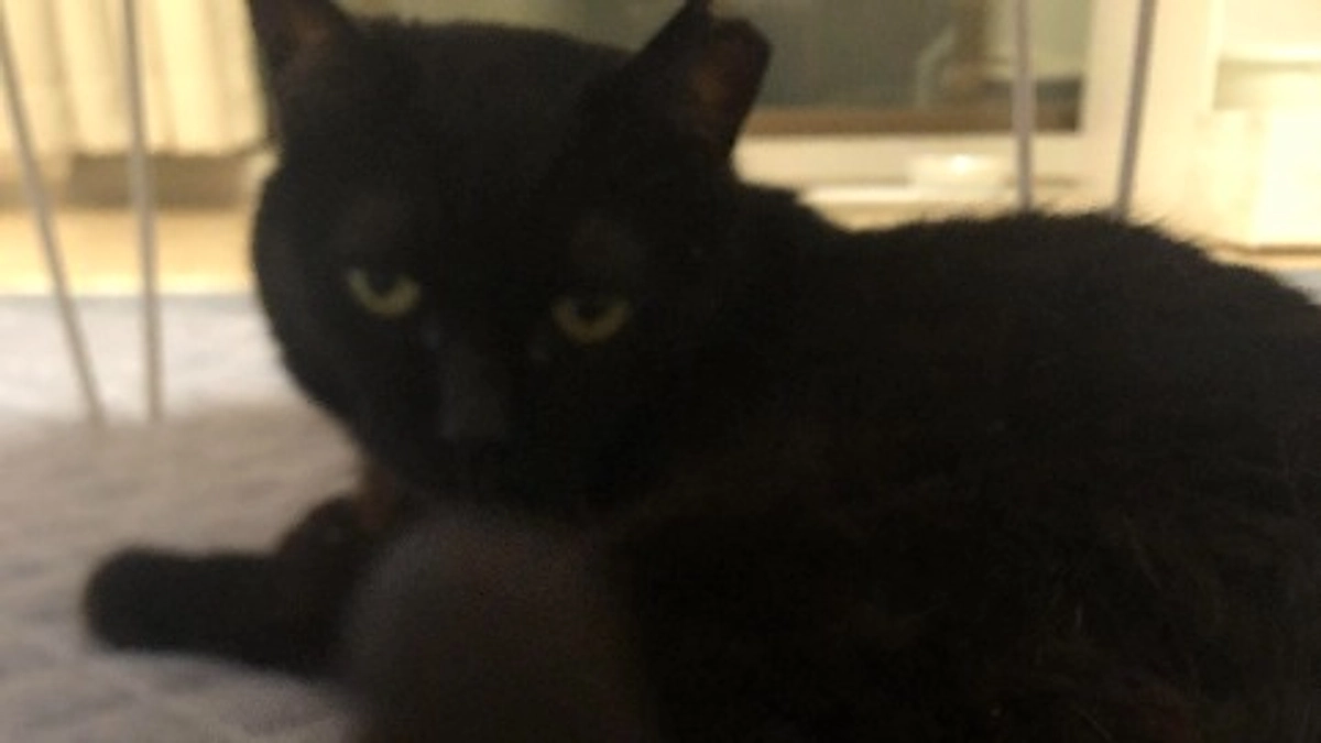 リターン(感謝のメール)をお送りしました。