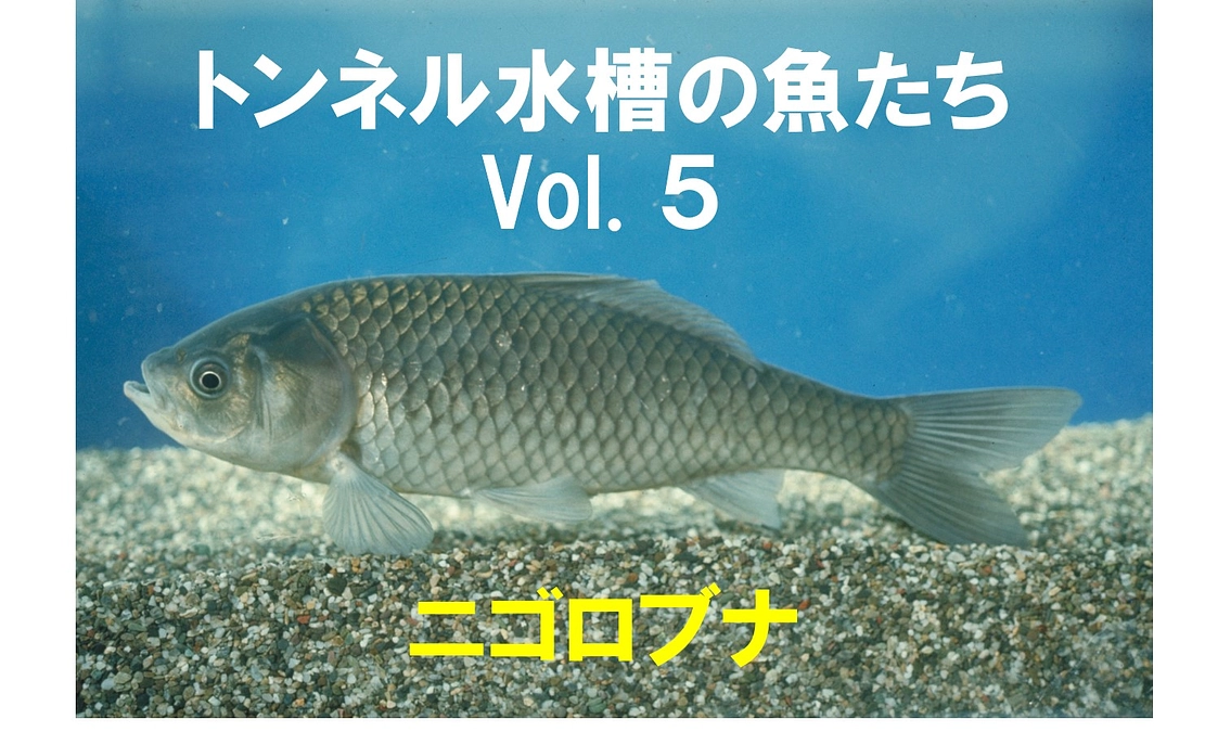 🐟ニゴロブナ ～トンネル水槽の魚たち⑤～🐟