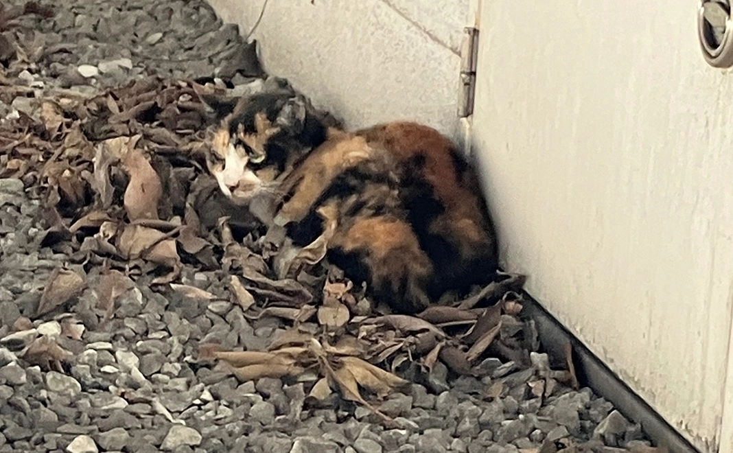 3000円支援コース