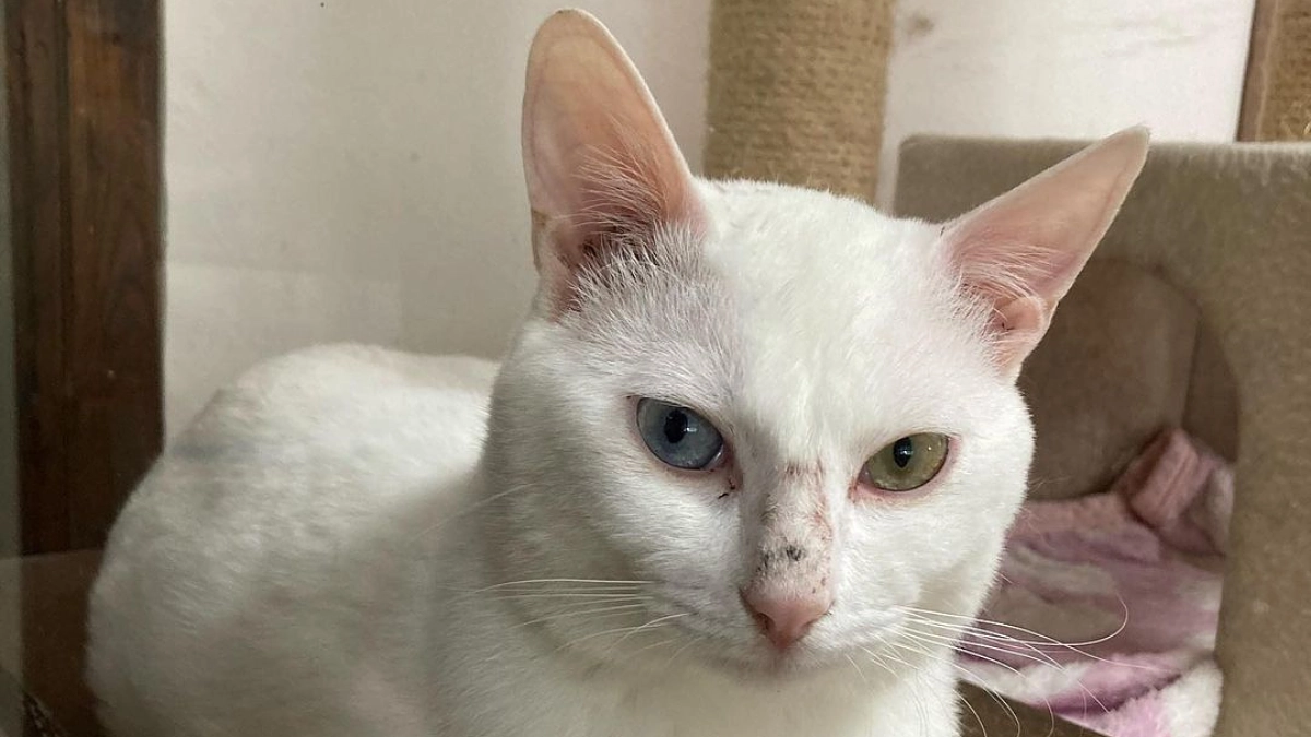 ねこの相談｜麻袋にいれられてガス室へと送られていた時代の話。