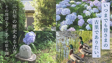加茂荘花鳥園｜安らぎの空間を守り継ぐ。古寺周辺をアジサイの原木園に のトップ画像