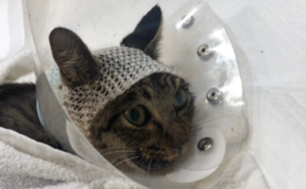 『がんばれ!がんばれ!』応援コース(5,000円)